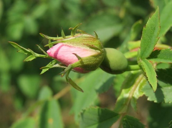 Тысячелетняя роза Хильдесхайма – удивительное чудо природы