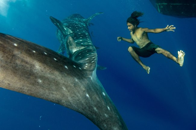 Заплыв с китовой акулой