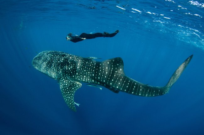 Заплыв с китовой акулой
