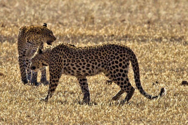 Бой леопардов