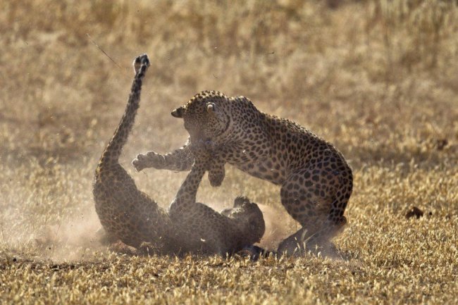 Бой леопардов