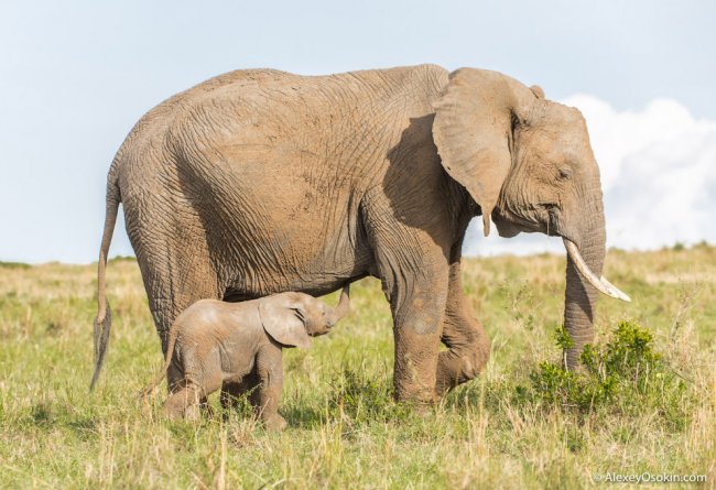 Длина хобота и другие любопытные факты о слонах