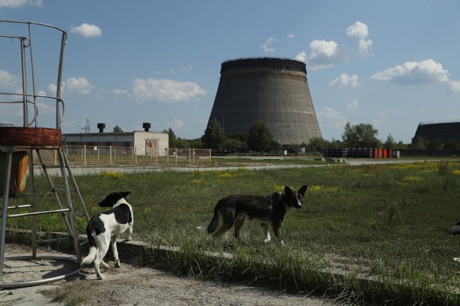 Бродячие собаки Чернобыля