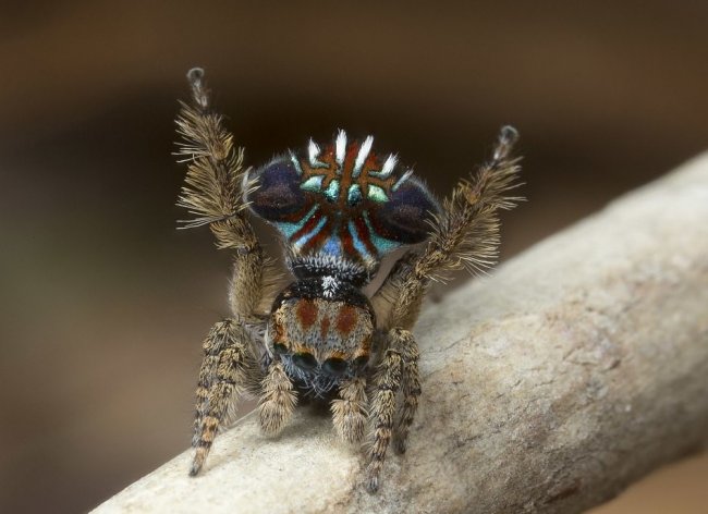 Самый красивый паук обитает в Австралии
