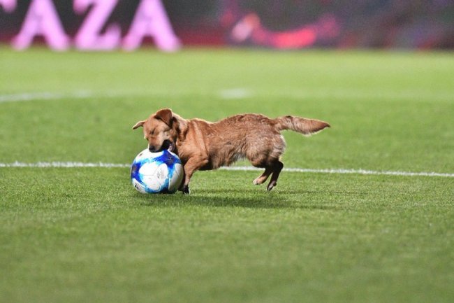 Озорной пес отобрал мяч во время матча у футболистов