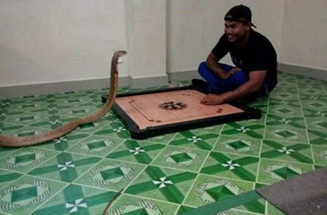 Парень из Таиланда женился на трехметровой змее