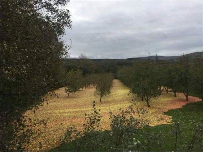 Яблоневый сад после урагана Офелия в Ирландии