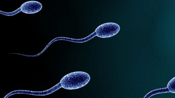 9 интересных фактов о сперматозоидах 