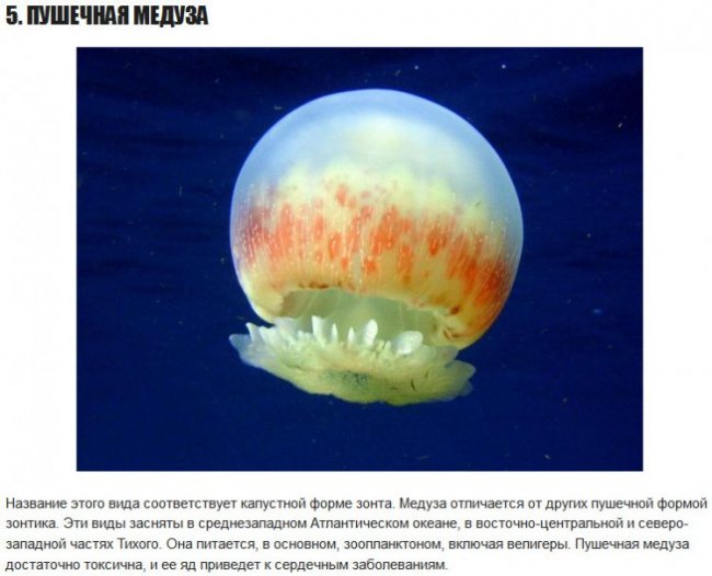 6 самых опасных медуз в мире