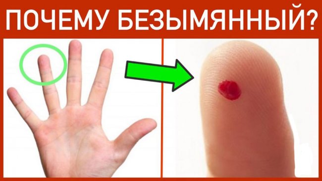 Знаете ли вы, почему кровь берут именно из безымянного пальца? 