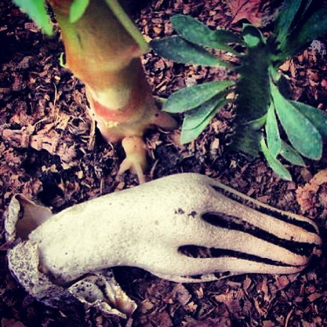 Самый жуткий гриб в мире: «Пальцы дьявола»