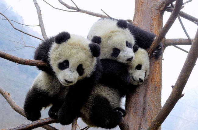 Уникальные резерваты большой панды