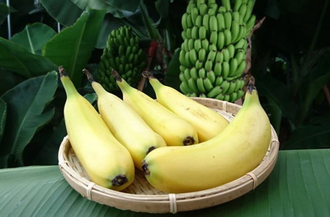 В Японии стали выращивать бананы со съедобной кожурой