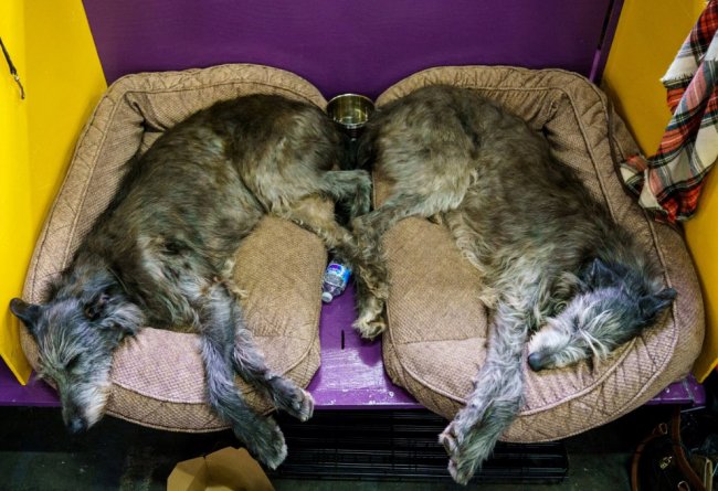 Конкурс собачьей красоты: Westminster Kennel Club 2018