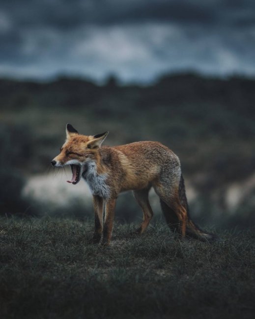 Животные и природа на снимках Ремо Якобса