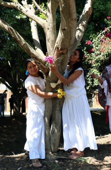 Массовая свадьба мексиканок с деревьями