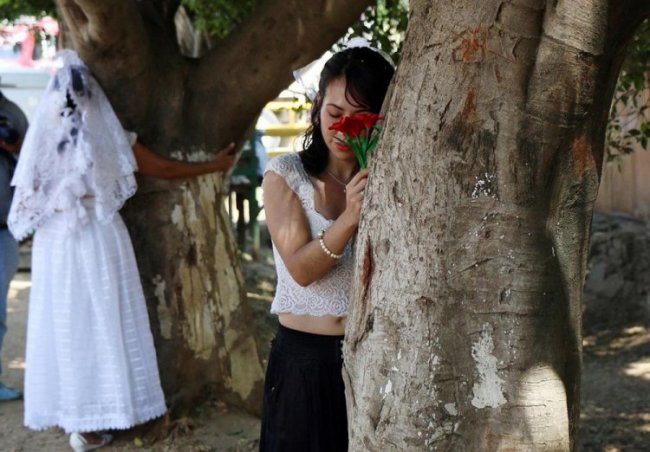 Массовая свадьба мексиканок с деревьями