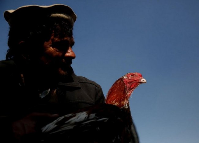 Птичий рынок в Кабуле