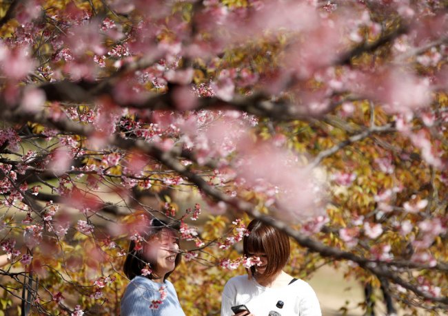 Цветущая сакура в Токио