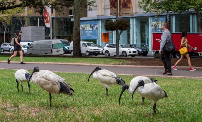 Ибисы — местные «голуби» Сиднея