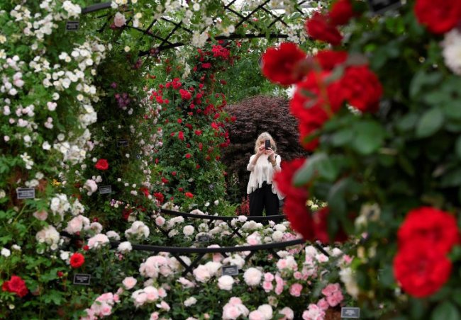 Крупнейшая в Европе цветочная выставка The RHS Chelsea Flower Show
