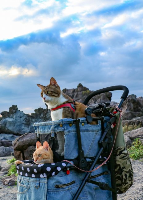 Коты-путешественники