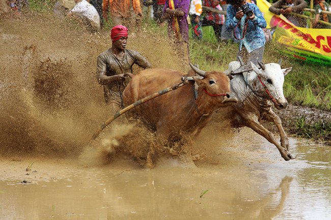 Гонки на быках в Индии
