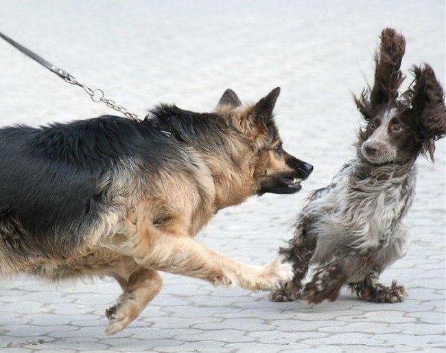 Как вести себя при нападении собаки
