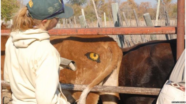 Зачем ботсванским коровам глаза по обе стороны хвоста