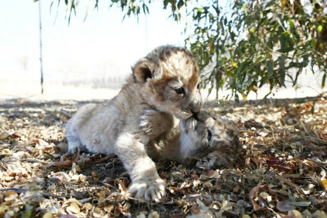 Ученые показали первых в мире львят, рожденных из пробирки