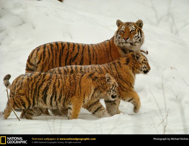 Большие кошки от National Geographic