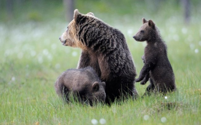 Бурые медведи из финских лесов