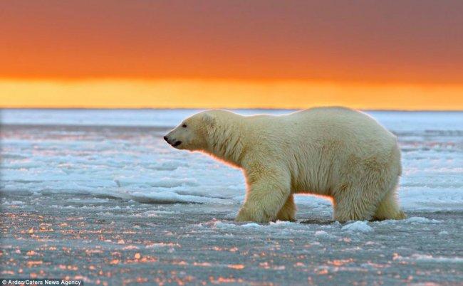 Белые медведи и закат на Аляске