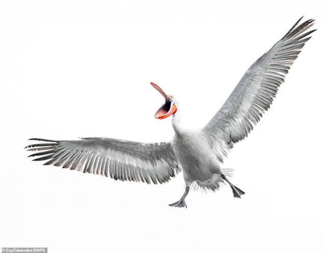 Удивительные фотографии пеликанов