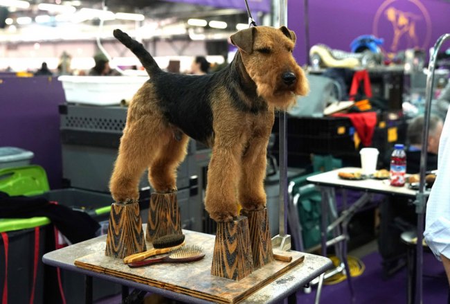 Выставка собак Westminster Kennel Club 2019