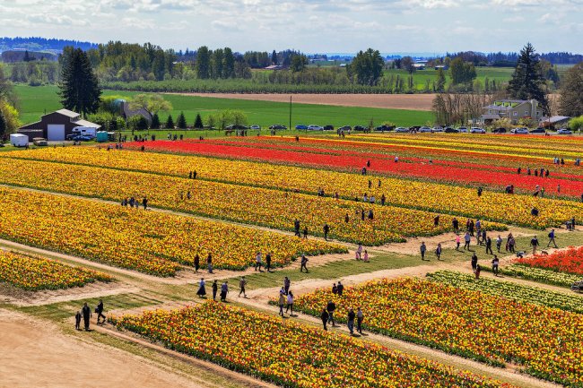 Фестиваль тюльпанов в Орегоне