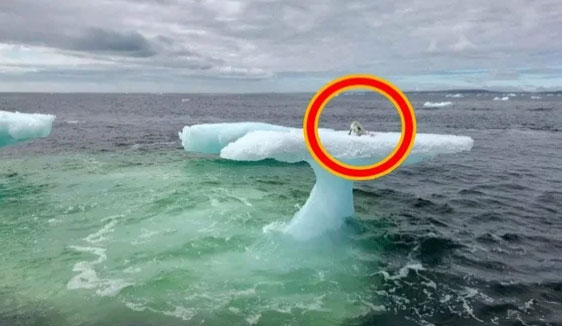 Рыбаки думали что увидели тюленя на дрейфующей льдине, но когда приблизились то сильно удивились