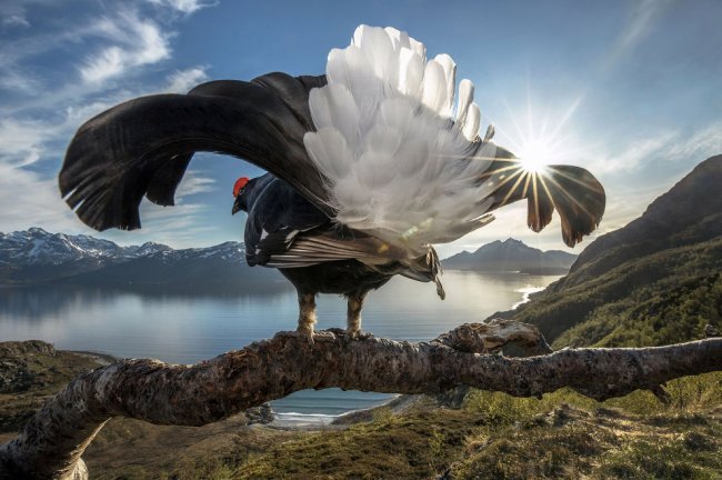 Победители конкурса BigPicture Natural World Photography 2018