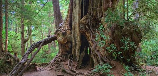 8 самых больших деревьев на нашей планете