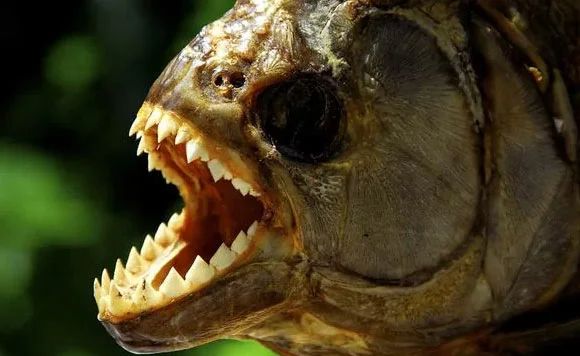 10 самых ужасных существ Амазонки, встретившись с которыми пожалеешь, что приехал