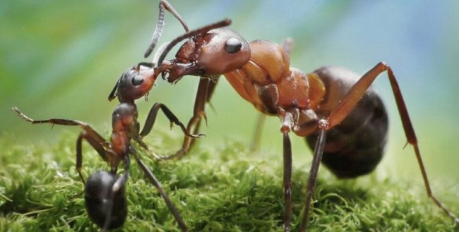 Размножение муравьев: 10 интересных фактов и наблюдений