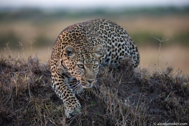 Как охотится леопард