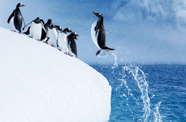 Почему пингвины не могут летать? (2 фото)