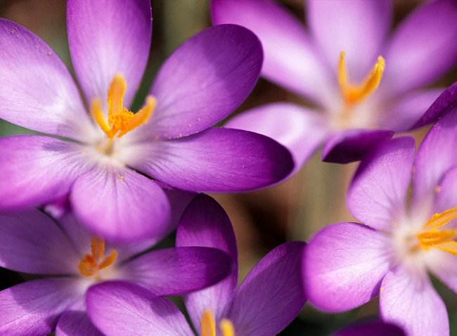 Жизнь в цвете: фиолетовый