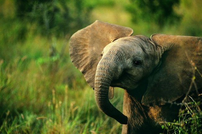 Почему слоны болеют раком реже людей?