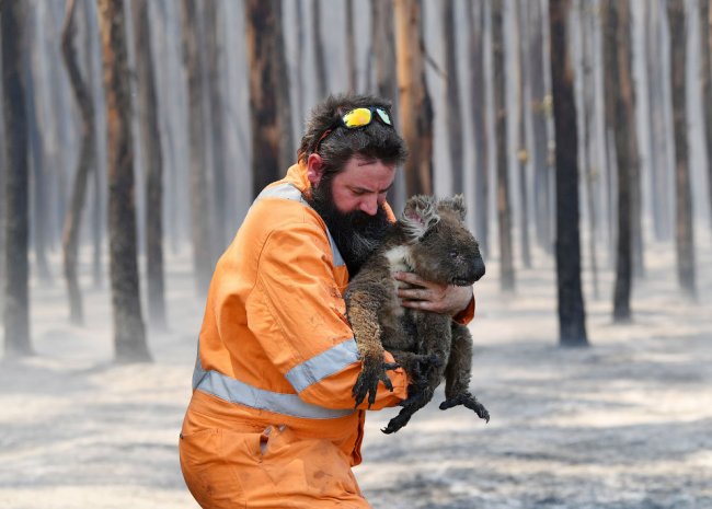 Как спасают животных в Австралии