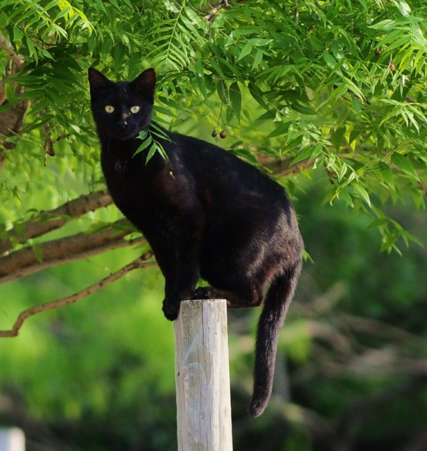 Черные пантеры — это просто кошки размера XXL