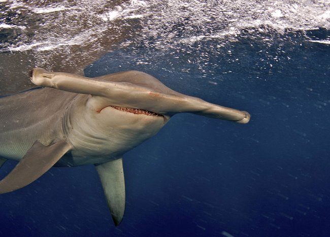 Акулы — грозные хищники морей и океанов