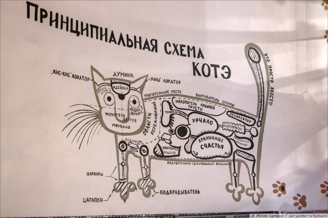 Коты в Калининграде. Нашествие