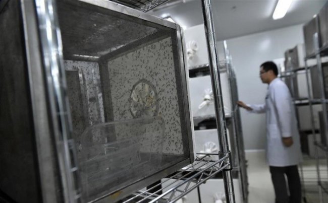 Для чего в Китае разводят комаров на специальном заводе (7 фото)